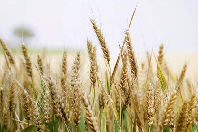 粮食价格最新动态，变化中的力量与学习带来的自信与成就感