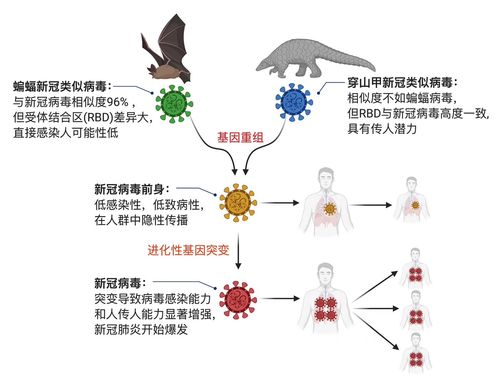 揭秘最新病毒起因，病毒源头大解密🔍