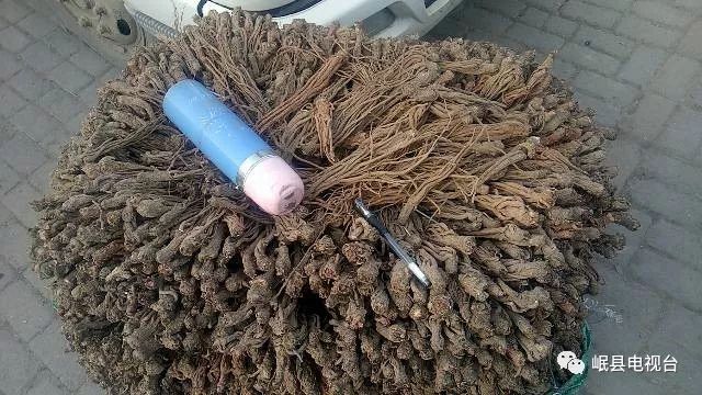 当归最新行情，科技革新引领生活风尚的潮流趋势