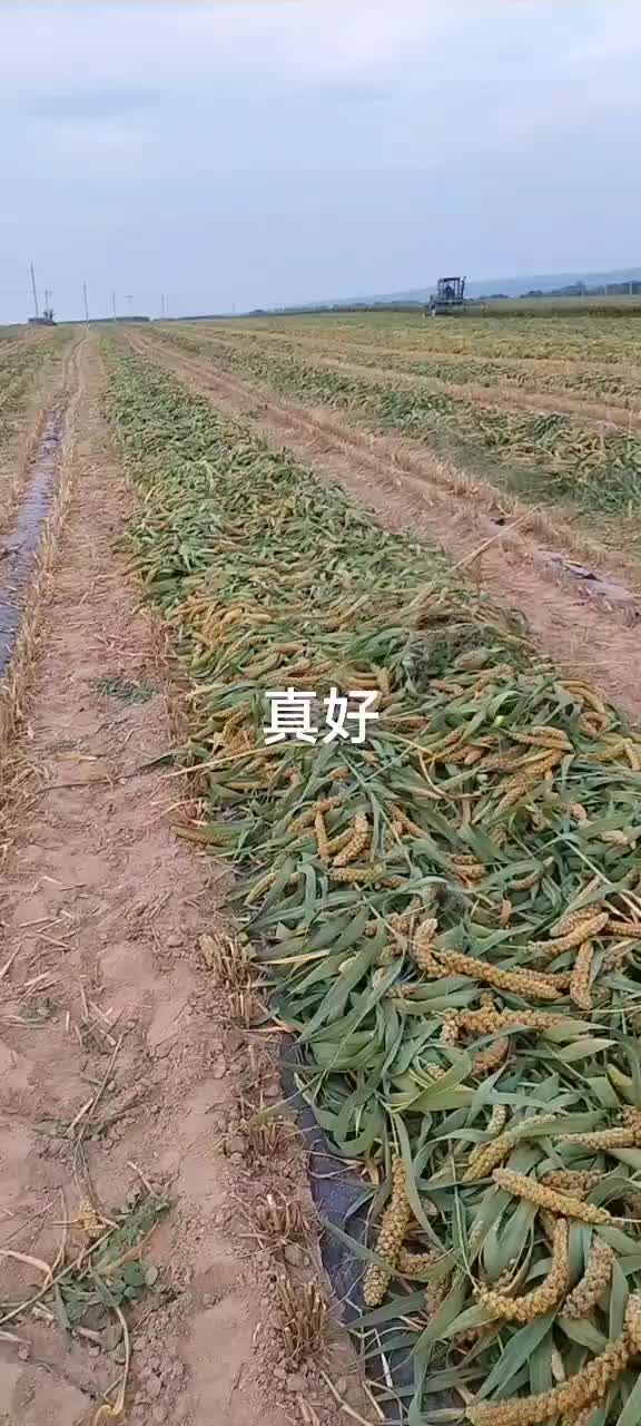 山西谷子最新价格行情，探寻自然美景，寻找内心平和与宁静的旅程